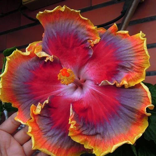 Hibiscus Seeds 20 Pack Red Purple Orange Perennial Flowers Hibiscus rosa-sinensis