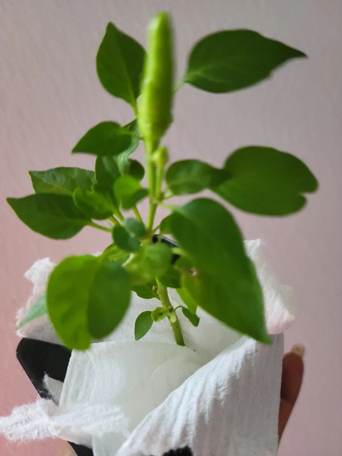 Super Chili Pepper Plant 2.5" Pot Early Hot Variety Capsicum annuum Compact Bushy Plant for Culinary Use