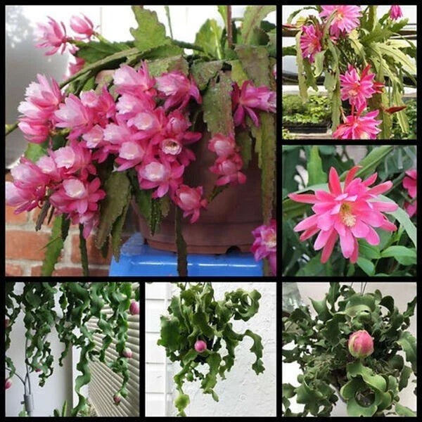 Live 4" Epiphyllum 'Curly Locks' Orchid Cactus - Unique Greenhouse Succulent for Home Decor - Easy Care Plant