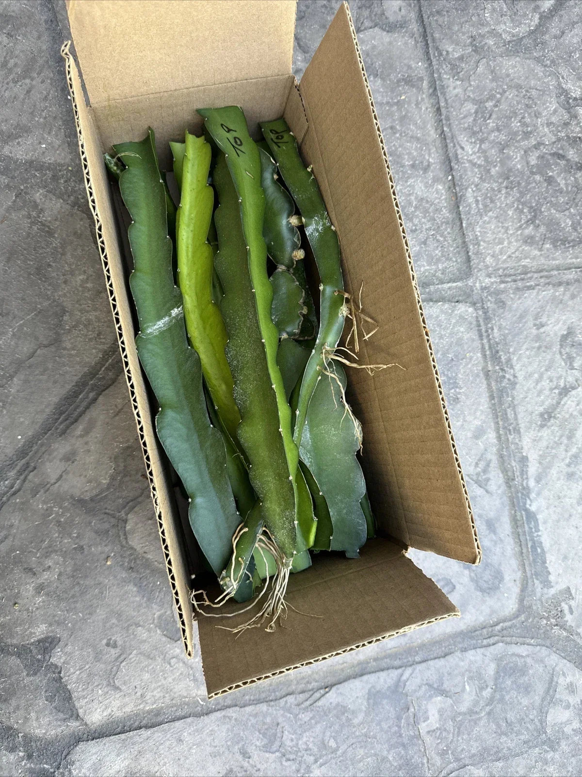 Dragon Fruit Cuttings - 10 White Flush, 8-14 Inches - Hylocereus undatus - Exotic Tropical Fruit Plant for Gardening