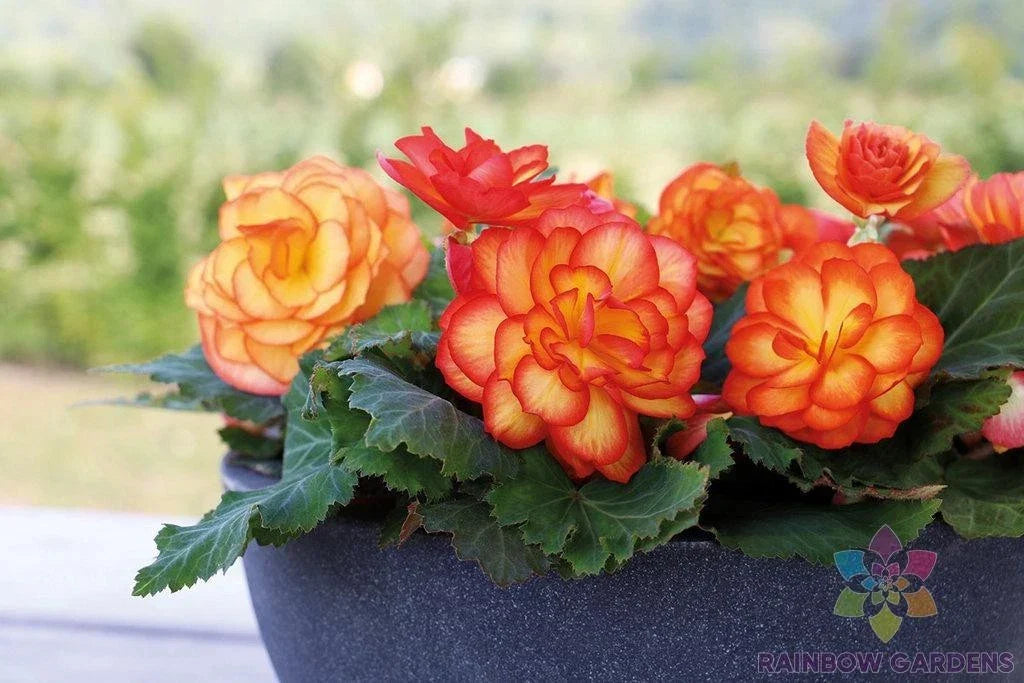 Tuberous Begonia Seeds - 25+ Count - Vibrant Colors - Begonia x tuberhybrida - Non-GMO Garden Planting Seeds