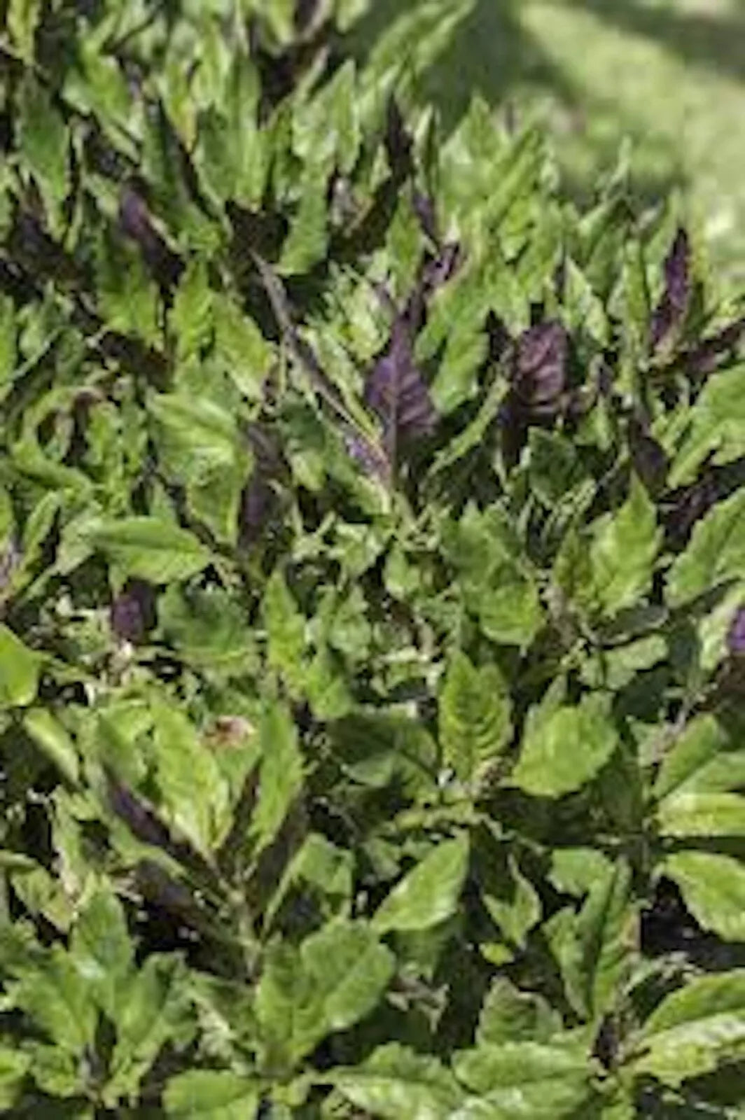 Okinawa Spinach Starter Plant - 5 Bare Root Gynura Crepioides - Nutrient-Rich Perennial with Green & Purple Foliage