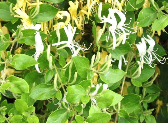 Hall's Honeysuckle Plant - 1ft Bare Root - White Yellow Flowers - Lonicera japonica - Fast Growing Vine for Trellis or Ground Cover