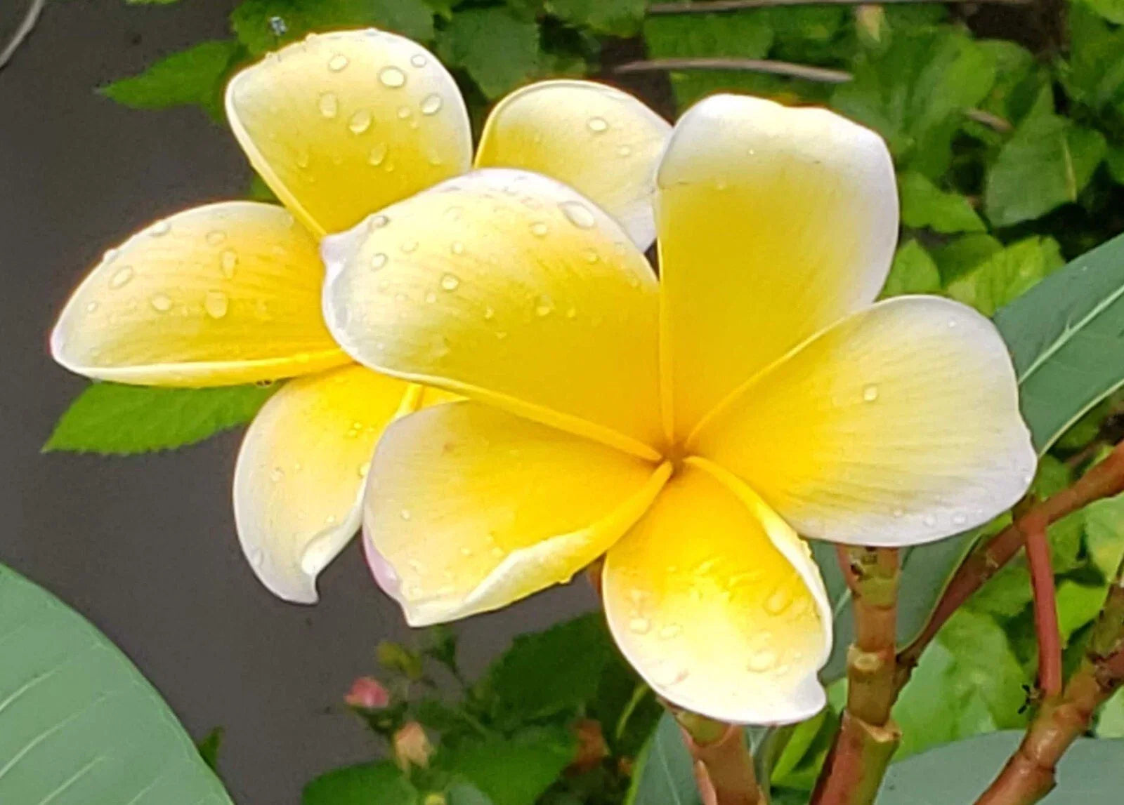 Yellow Plumeria Cuttings - Frangipani Plant Cuttings for Gardening - Plumeria rubra var. lutea - Tropical Flowering Plant