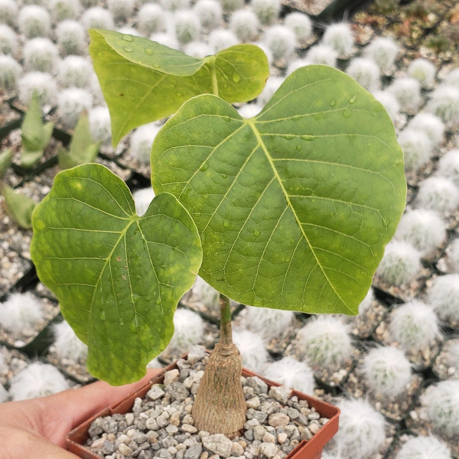 Shaving Brush Tree Plant - 4-Inch Live Cacti Succulent - Pseudobombax ellipticum - Unique Indoor Outdoor Decor