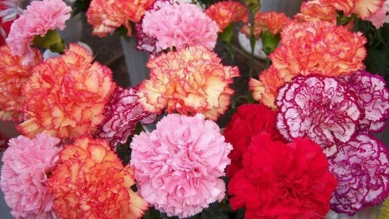 Double Mix Carnation Seeds - 100 Perennial Flower Seeds - Vibrant Dianthus caryophyllus for Colorful Garden Blooms