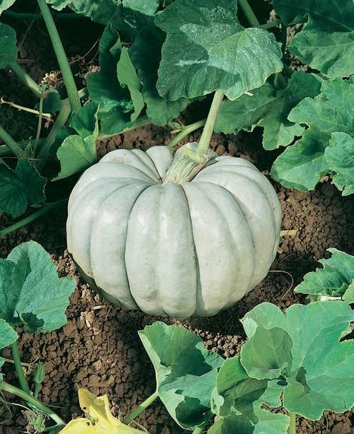 Blue Harvest Pumpkin Seeds - Heirloom, Non-GMO, Cucurbita pepo - 30 Fresh Seeds for Planting and Home Gardening