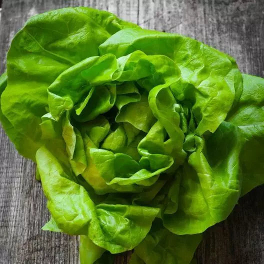 Butterhead Lettuce Seeds - 2000 Pack - Organic Non-GMO - Lactuca sativa - Fast-Growing, Crisp Flavor for Home Gardening