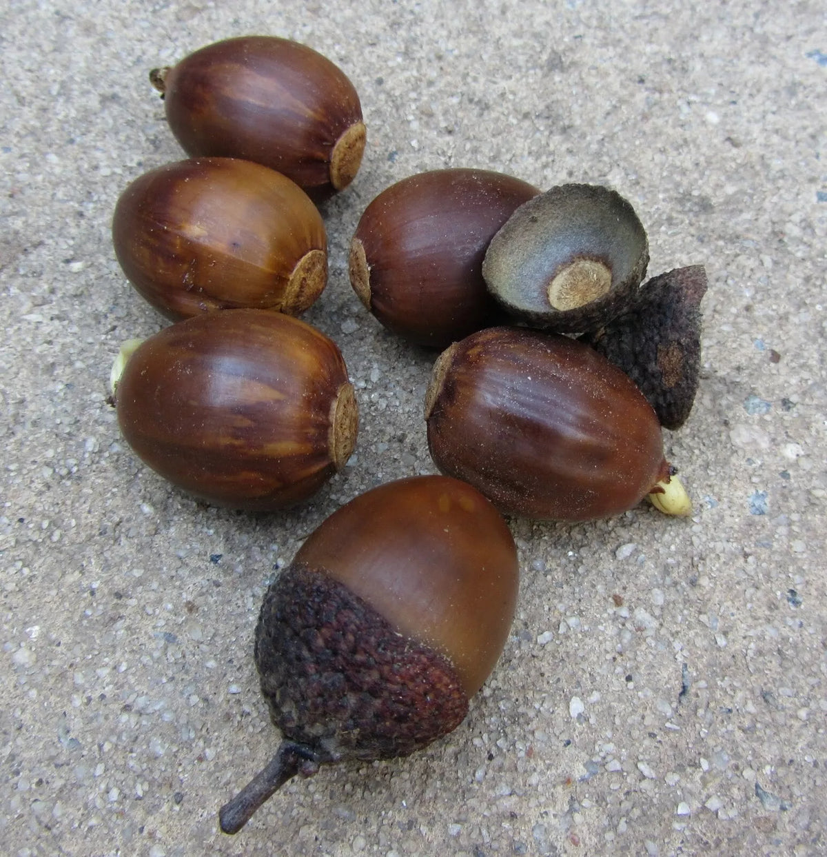 Chestnut Oak Acorns - 25 Seeds - Quercus prinus - Large Shiny Acorns for Planting