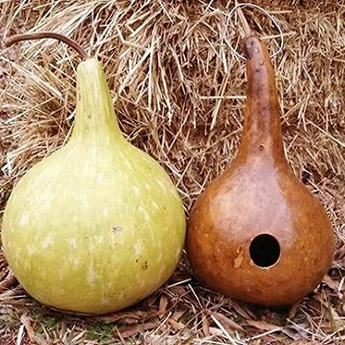 10 Bottle Gourd Seeds - Rare Exotic Variety for Gardening, Lagenaria siceraria, Ideal for Canteen Use