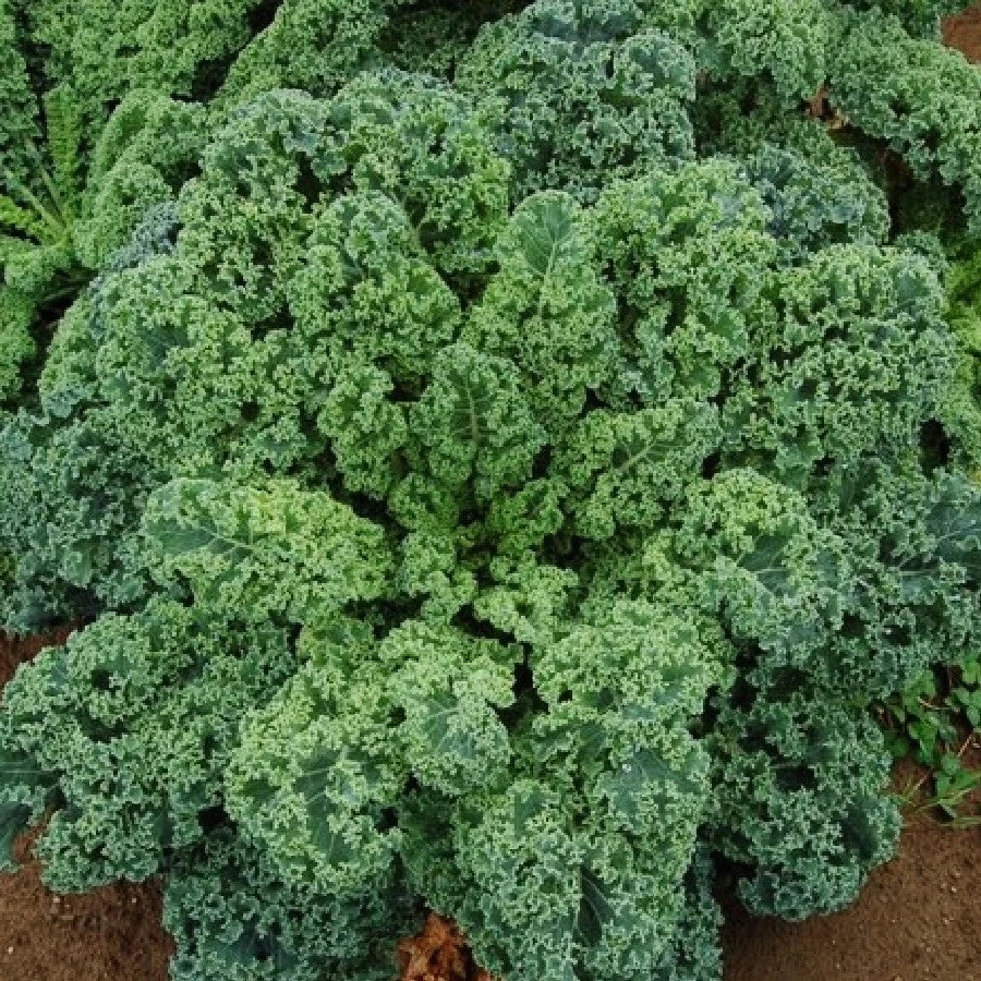 Curled Blue Scotch Vates Kale Seeds - 1000+ Count - Brassica oleracea - Non-GMO, Ideal for Fall/Winter Planting