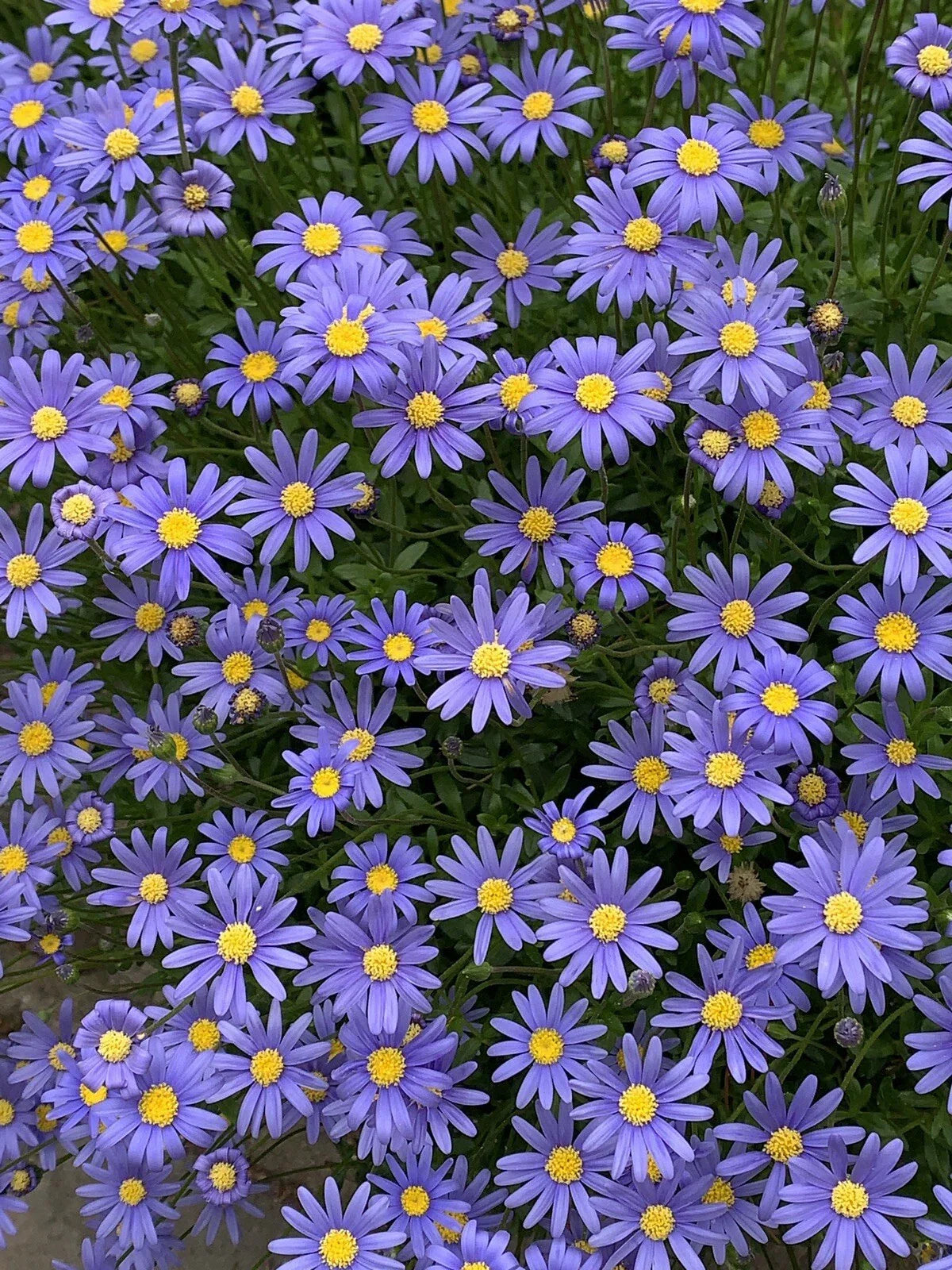 Blue Daisy Perennial Plant Quart Pot, Bright Blue Flowers, Felicia amelloids, Low Maintenance, Attracts Pollinators