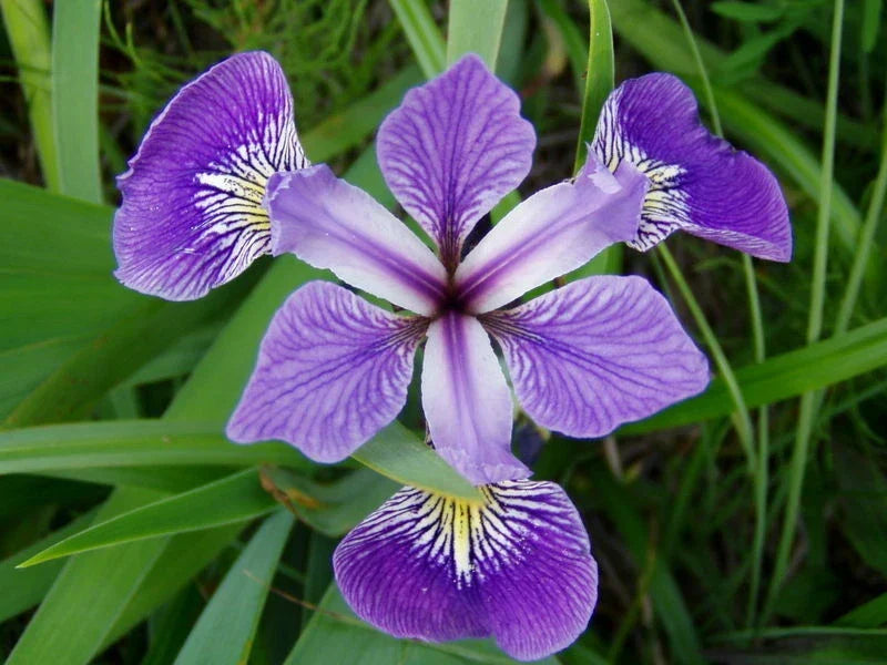 Louisiana Blue Flag Iris Plant - Live Aquatic Marginal Pond Plant - Iris virginica - Blue-Violet Flowers for Water Gardens
