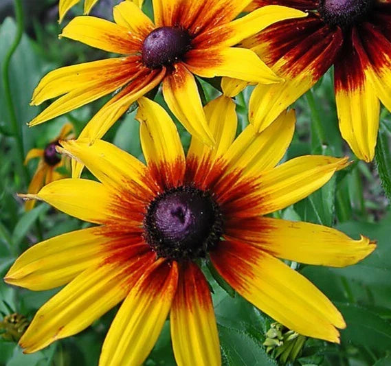 Gloriosa Daisy Seeds 2000+ Biennial Wildflower for Bees - Rudbeckia hirta - Vibrant Yellow and Orange Garden Flowers