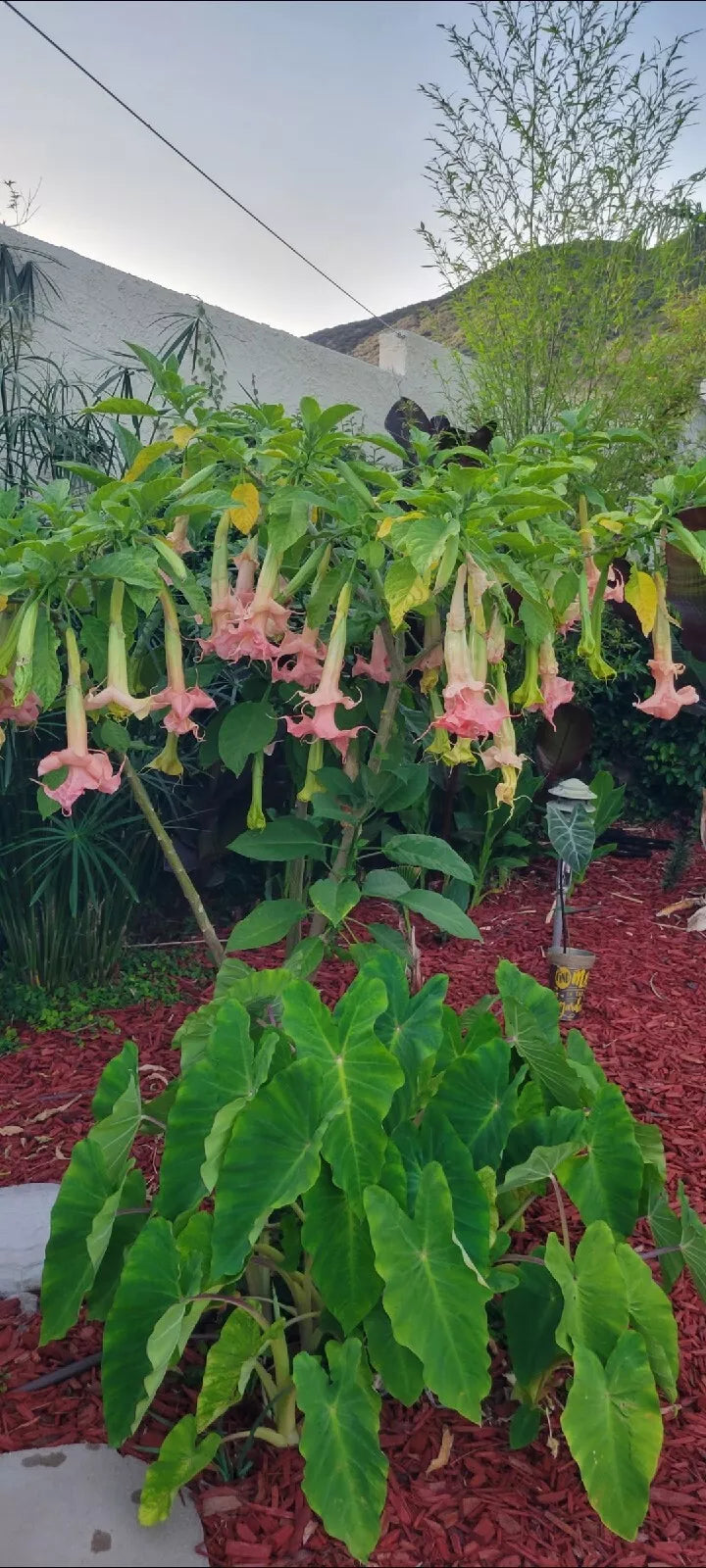 Angel Trumpet Plant 1 Gal. Brugmansia Fragrant Blooming Flowers Rooted, Tropical Garden Essential