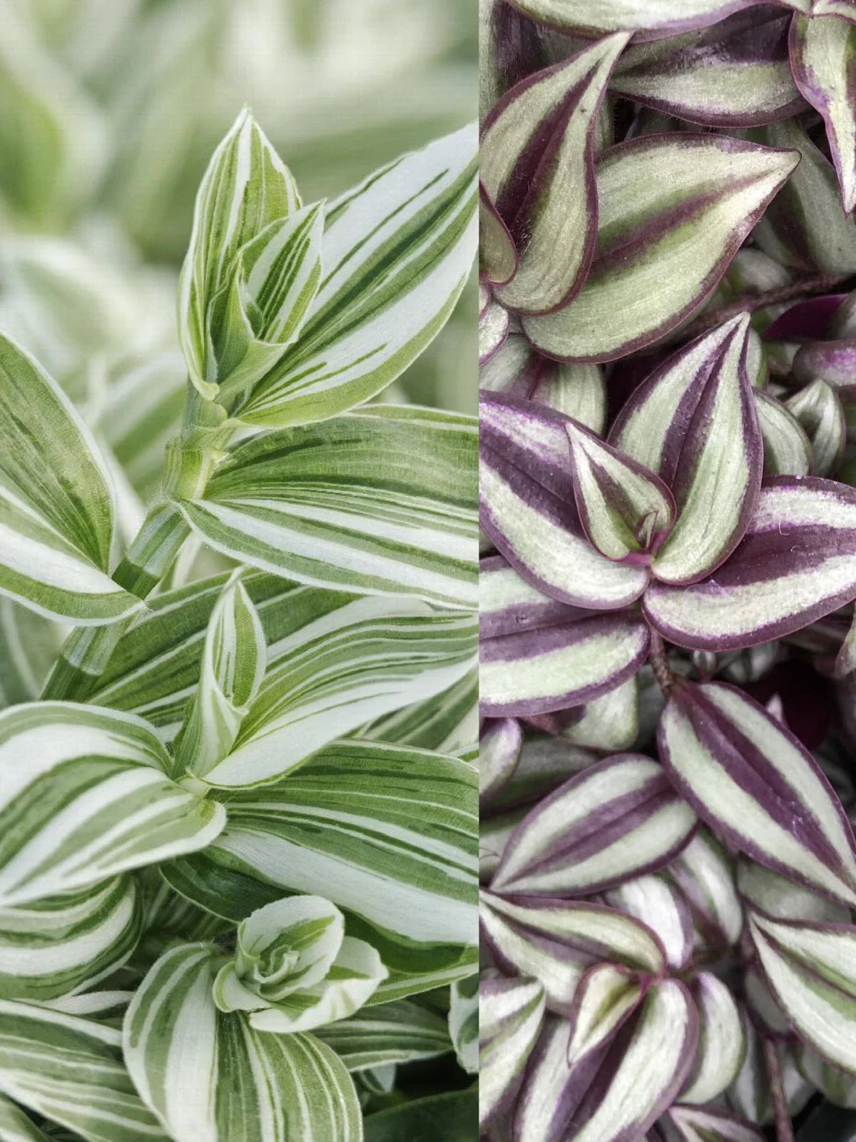 Wandering Jew Plants 2 Pack - White Striped & Zebrina Trailing Houseplants, Tradescantia Zebrina, Indoor Decor, Live 4-Inch Pots