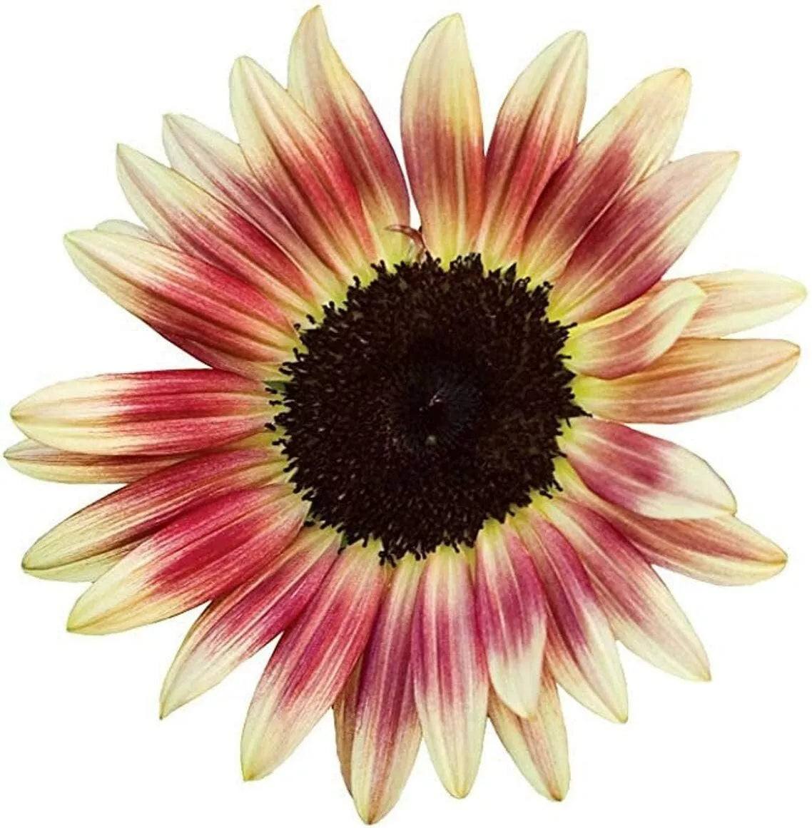 Strawberry Blonde Sunflower Seeds 20 Count, Pink and Yellow Blooms, Helianthus annuus, Pollinator-Friendly Garden Seeds