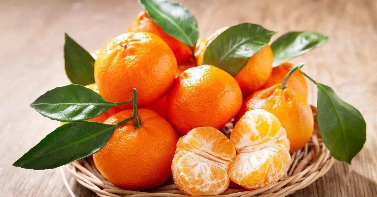 Mandarin Seeds 12 Pack Citrus reticulata USA Grown 2024 Easy Peel Juicy Fruit