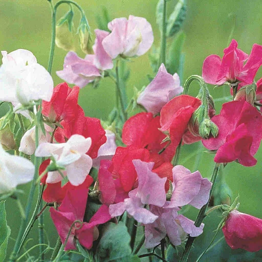 Royal Family Sweet Pea Seeds - Ruffled Blooms - Lathyrus odoratus - Non-GMO - Floral Scent - Easy to Grow