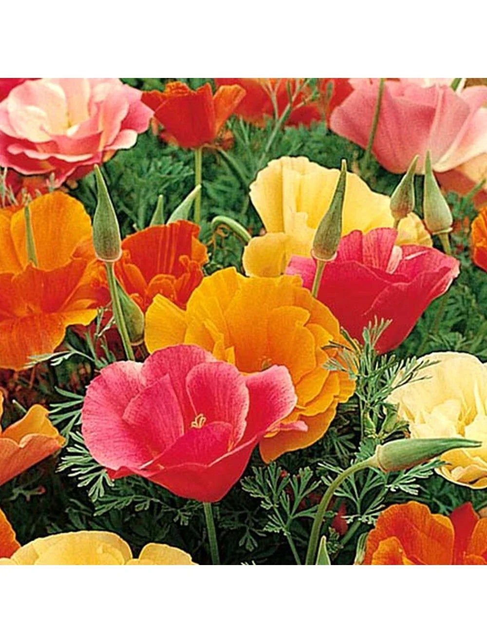 California Poppy Seeds 500 Count Mission Bells Mix Eschscholzia californica Non-GMO Vibrant Garden Flowers