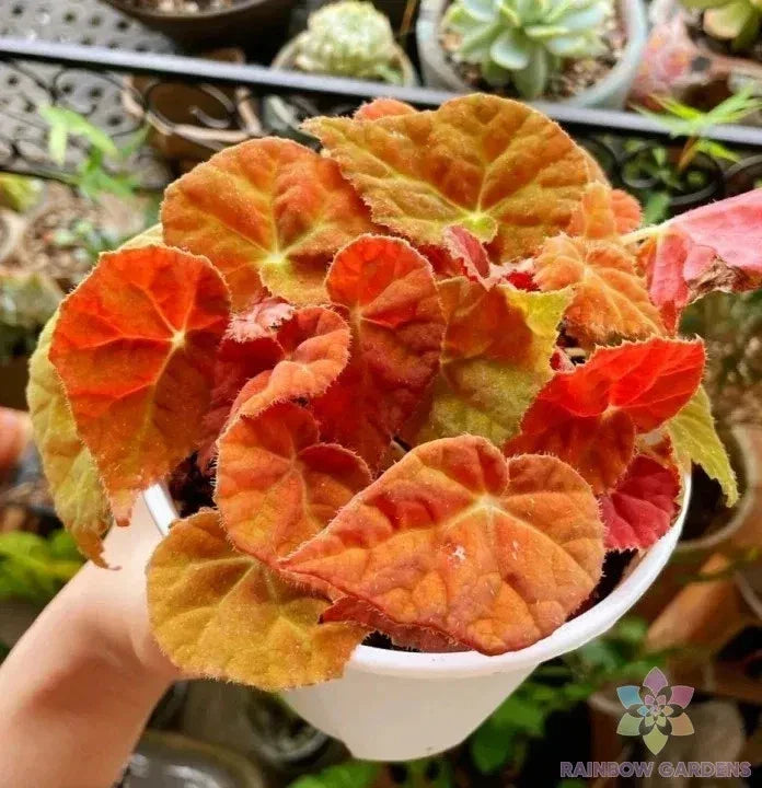 Autumn Ember Begonia Seeds - 25 Heirloom Seeds for Garden Planting - Begonia x tuberhybrida - USA Shipping Available