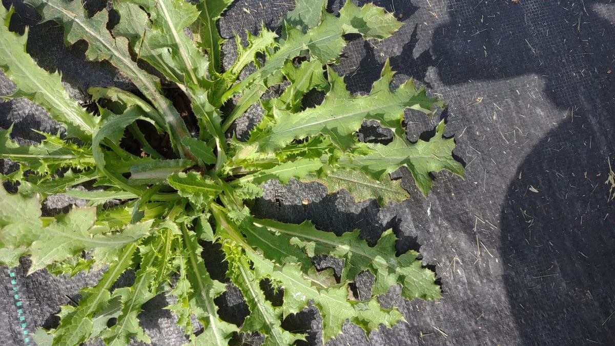 Wild Lettuce Plant 1M Organic Lactuca Virosa for Pain Relief - Live Plant USA