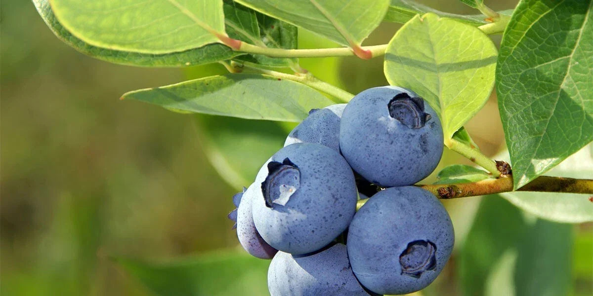 Organic Blueberry Seeds 50 Pack | Vaccinium Cyanococcus | Perennial Fruit for Home Gardening and Container Planting