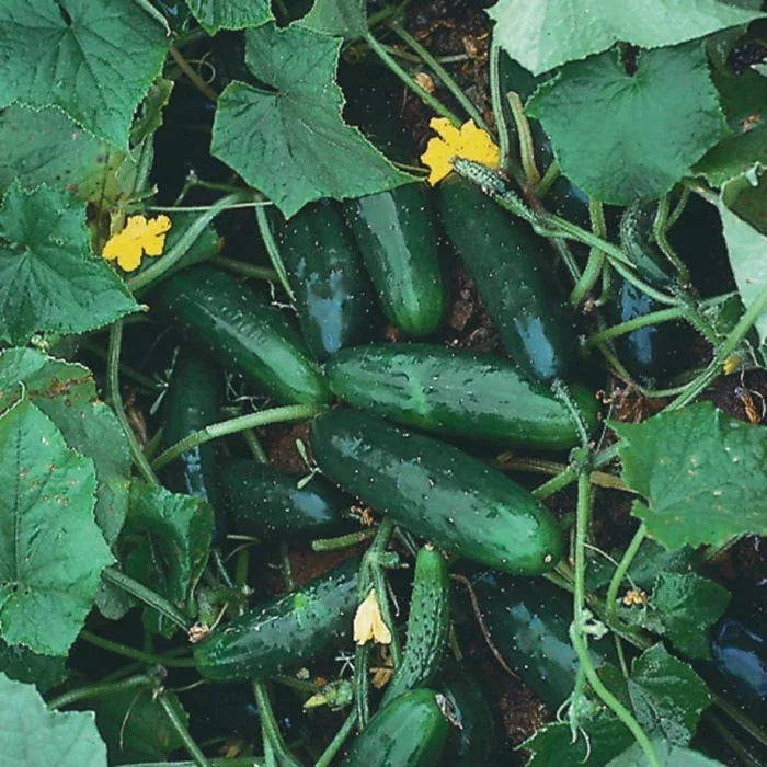 Marketmore 76 Cucumber Seeds | Non-GMO Organic Heirloom | Cucumis sativus | Ideal for Trellising & High Yield