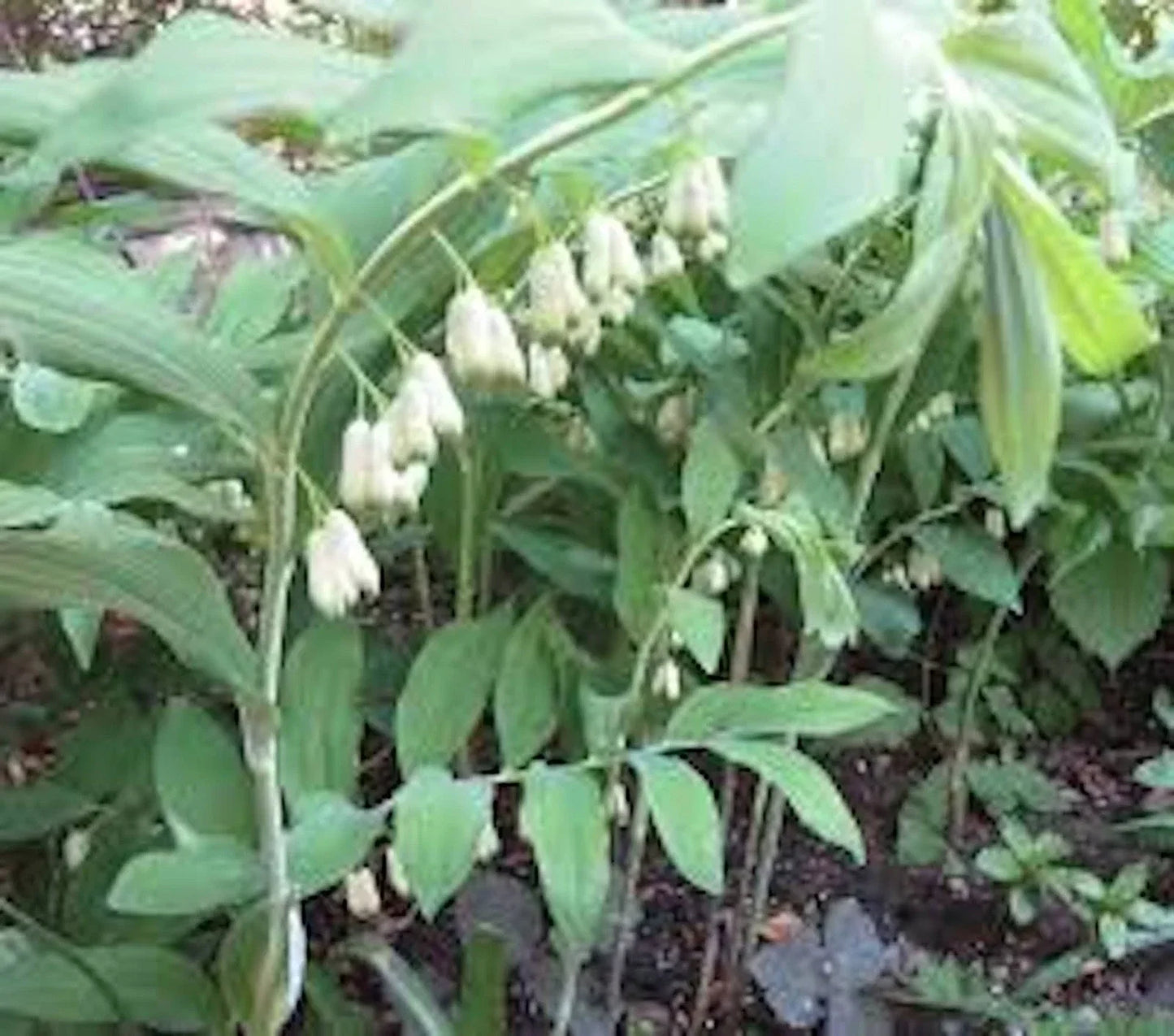 True Solomon Seal Bare Root Perennial Wildflower - Polygonatum biflorum - 3 Pack - Native Ground Cover Plant for Shade