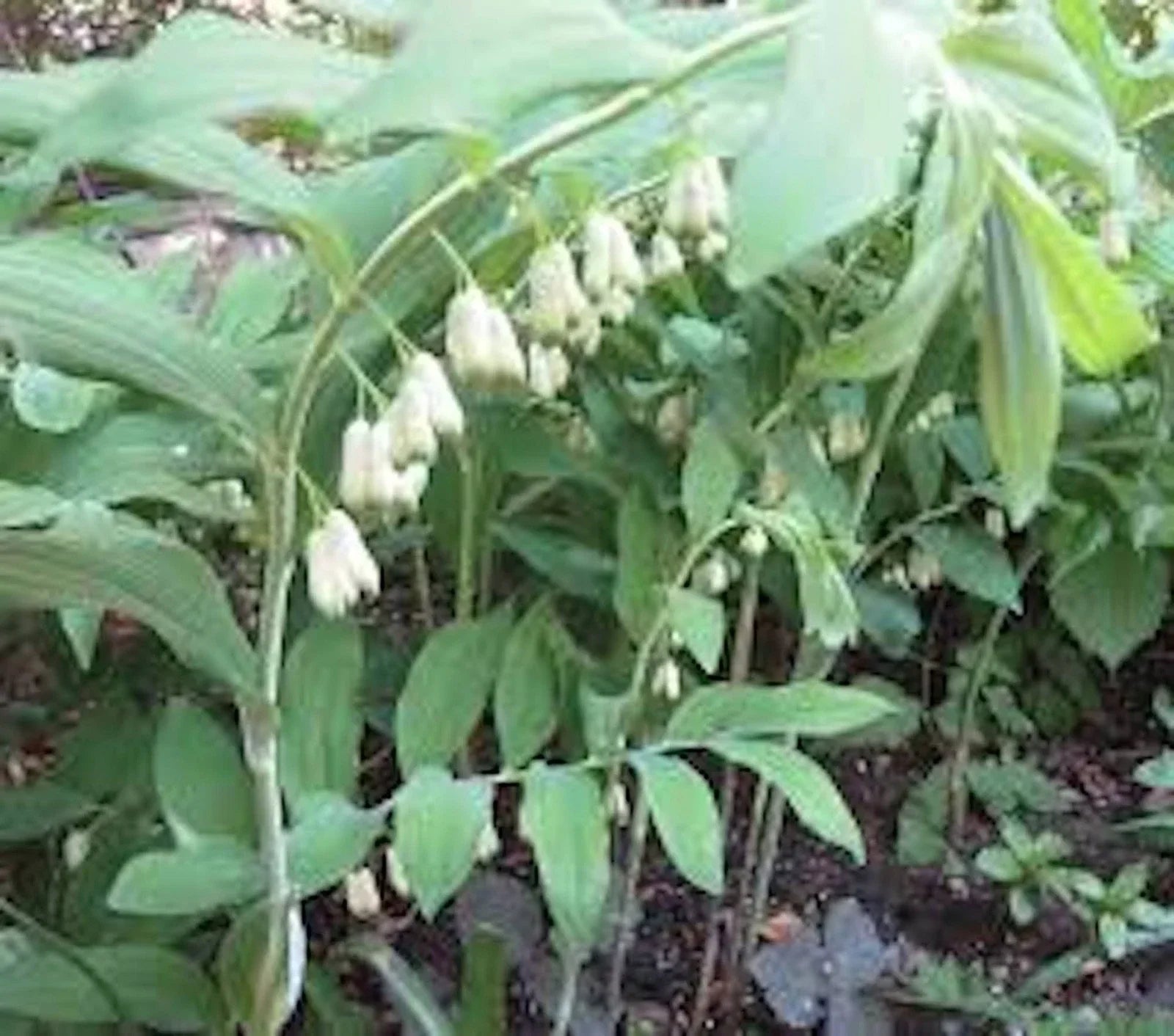 True Solomon Seal Bare Root Perennial Wildflower - Polygonatum biflorum - 3 Pack - Native Ground Cover Plant for Shade