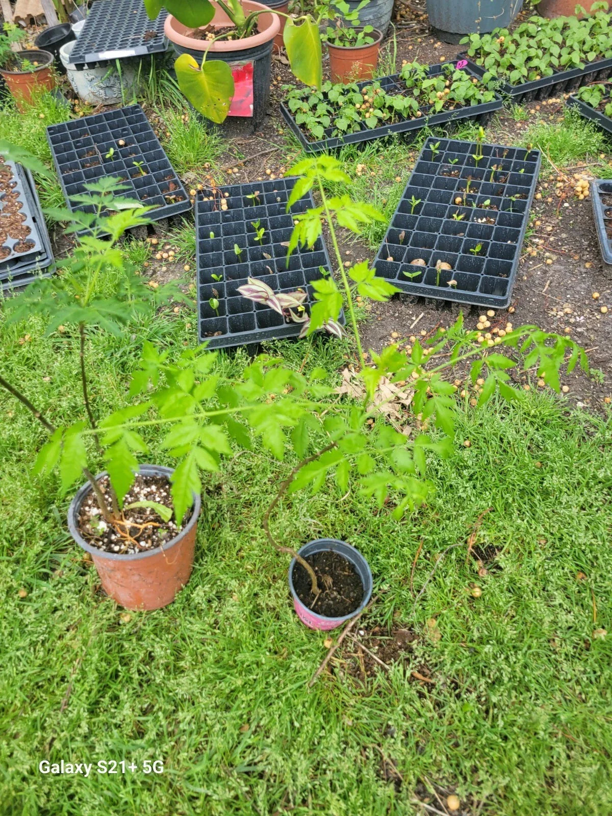 China Berry Tree Starter Plant - Persian Lilac - Fragrant Flowers, Ornamental Foliage - Melia Azedarach