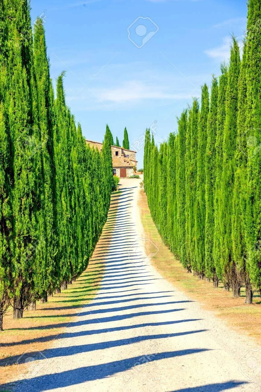 Italian Cypress Seeds | 50 Seeds | Exotic Evergreen | Cupressus sempervirens | Drought-Tolerant Garden Trees