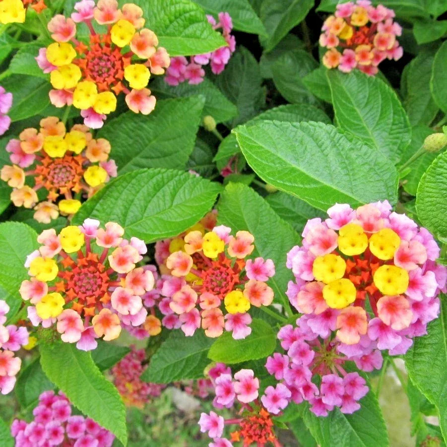 Lantana Plug 3-5" Cold-Hardy Pink Groundcover Lantana 'Chapel Hill Pink Huff' - Drought-Tolerant, Pollinator-Friendly