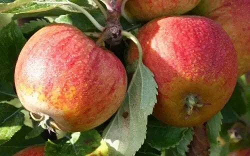Cox's Orange Pippin Apple Seeds - 25 Heirloom Seeds for Garden Planting - Malus domestica - Organic Fruit Tree Seeds
