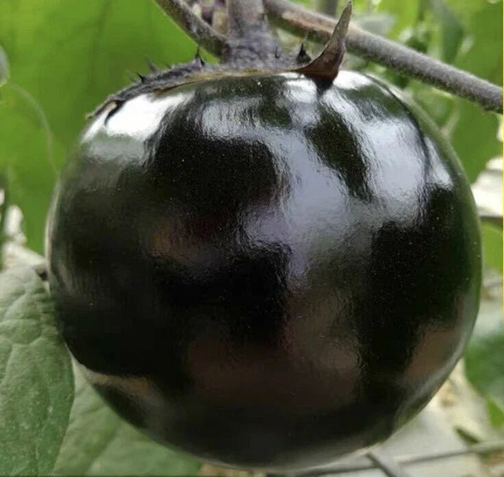 Round Black Eggplant Seeds - 30+ Non-GMO High Yield Variety - Solanum melongena - Tasty Green Asian Vegetable for Home Gardening