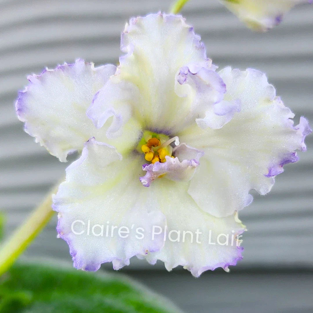 African Violet Leaf Cutting - Ma's Ching Dynasty - Standard Variety - Saintpaulia ionantha - Perfect for Indoor Propagation