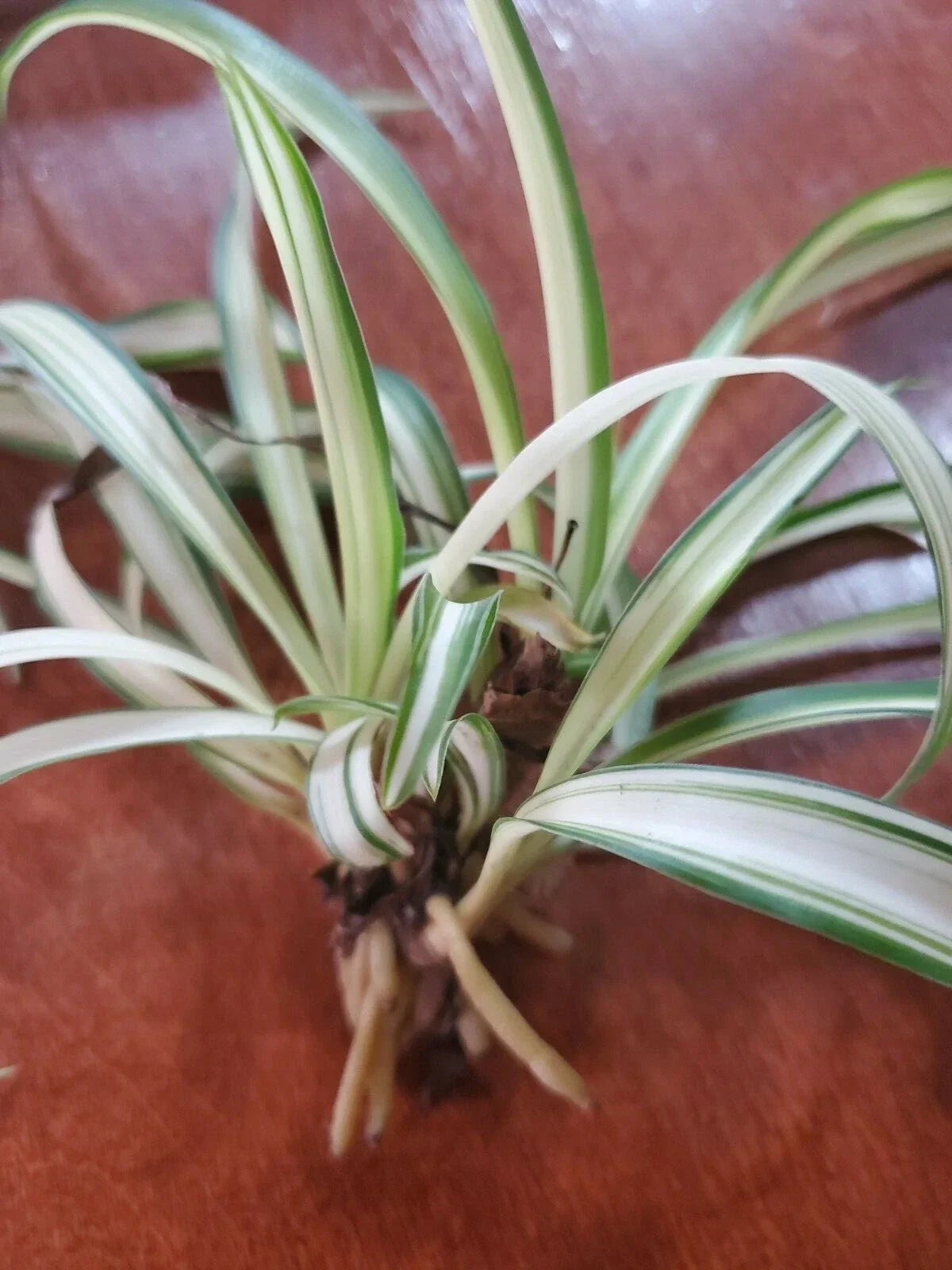 Airplane Spider Plant Rooted Start - Variegated Live Plant - Chlorophytum comosum 'Variegatum' - Eco-Friendly Pot