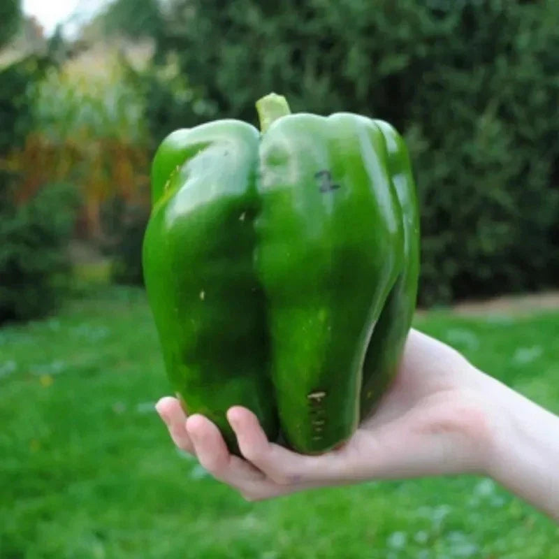 Emerald Giant Bell Pepper Seeds - 120+ Organic Heirloom Seeds - Capsicum annuum - Sweet, Juicy Peppers for Home Gardening