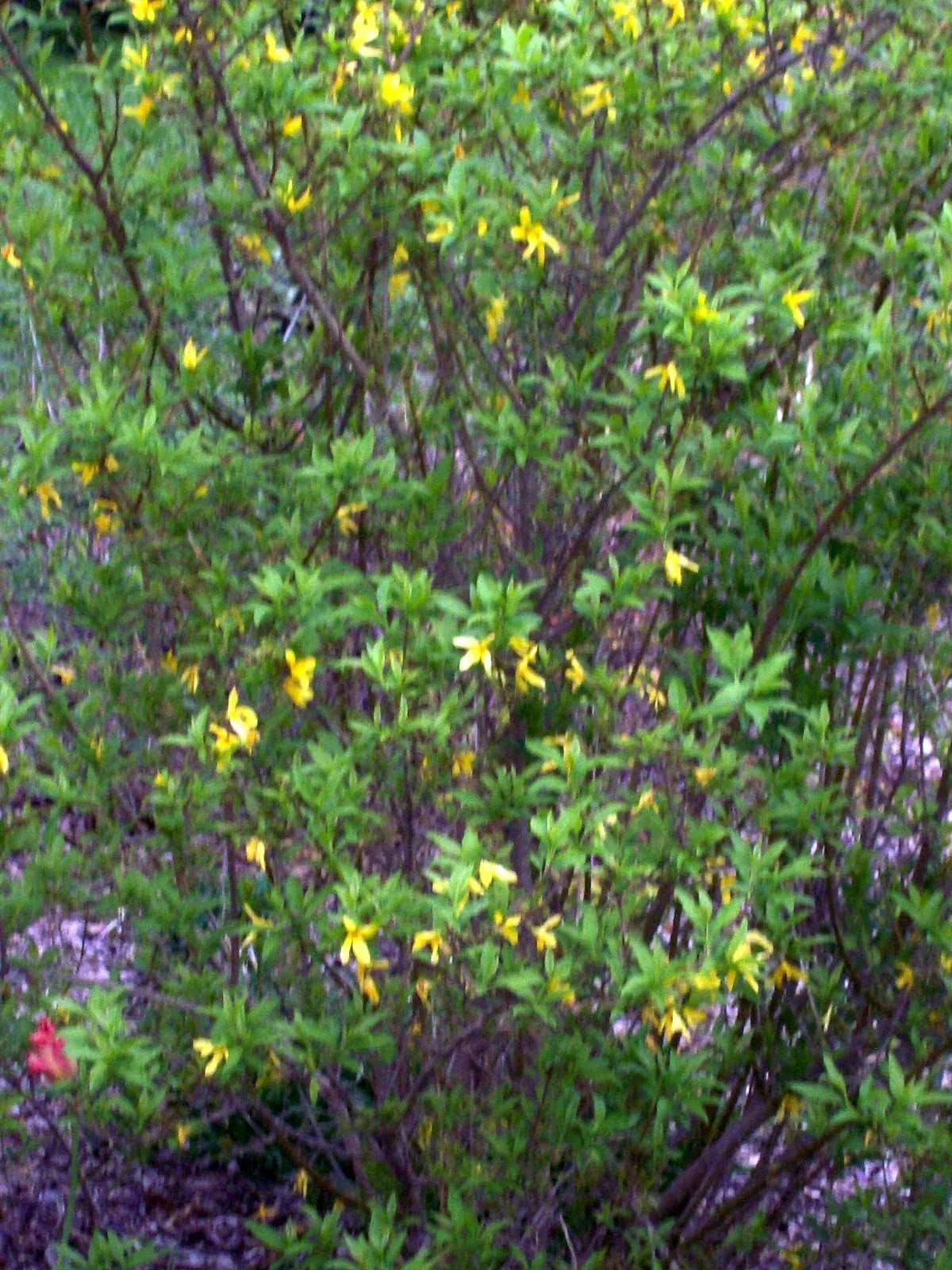 Forsythia Bush Cuttings Set of 12 Unrooted 6-8 Inches Yellow Flowering Shrub Forsythia x intermedia