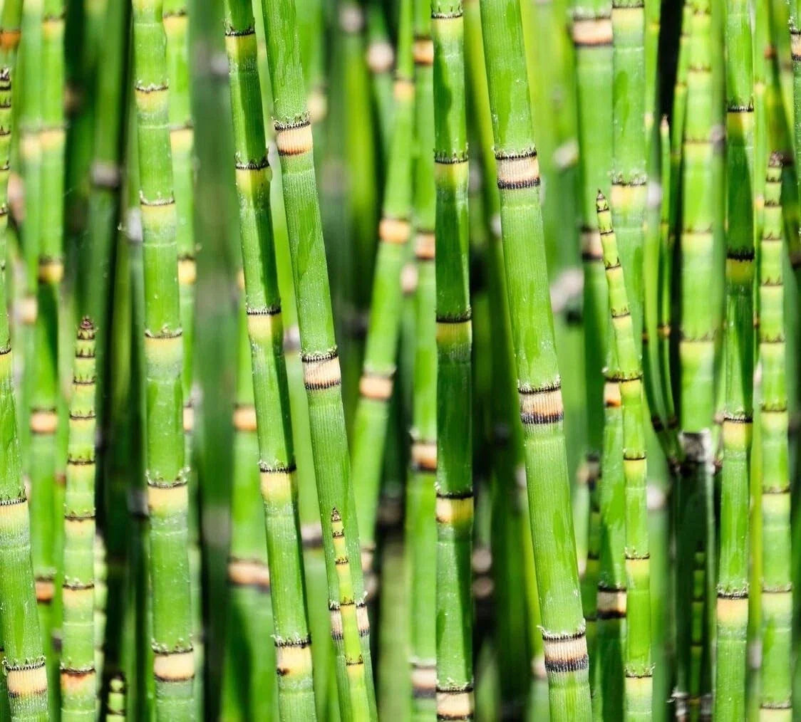 Dwarf Bamboo Plant Cuttings - Equisetum - Aquatic Garden Decor - Easy Care Indoor/Outdoor Plant - Fast-Growing Aquatic Plant