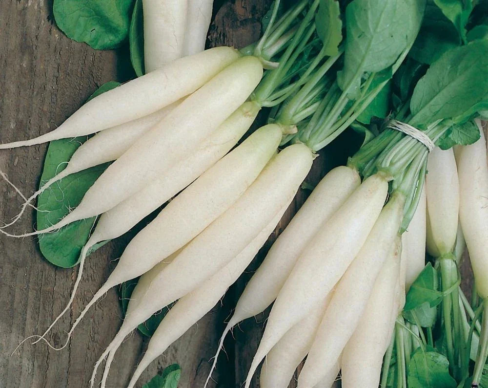 Organic Heirloom White Icicle Radish Seeds - 50+ Non-GMO Seeds for Home Gardening - Raphanus sativus - Rare Variety