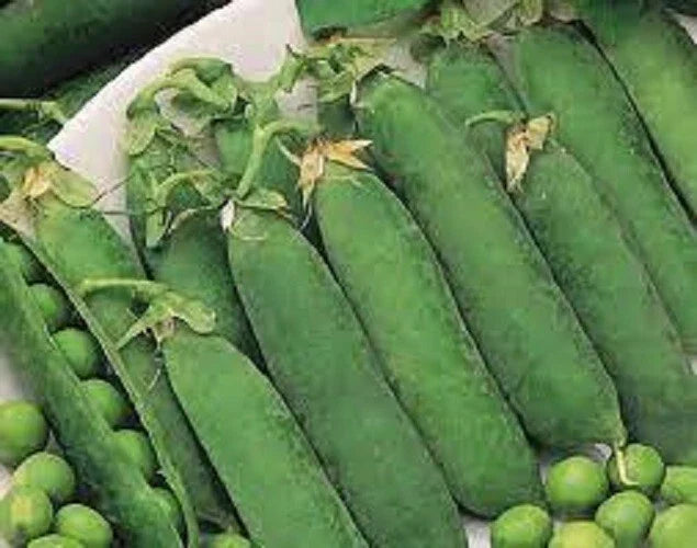 Organic Heirloom Little Marvel Green Pea Seeds - Non-GMO, Compact Variety, Pisum sativum - Perfect for Vegetable Gardening