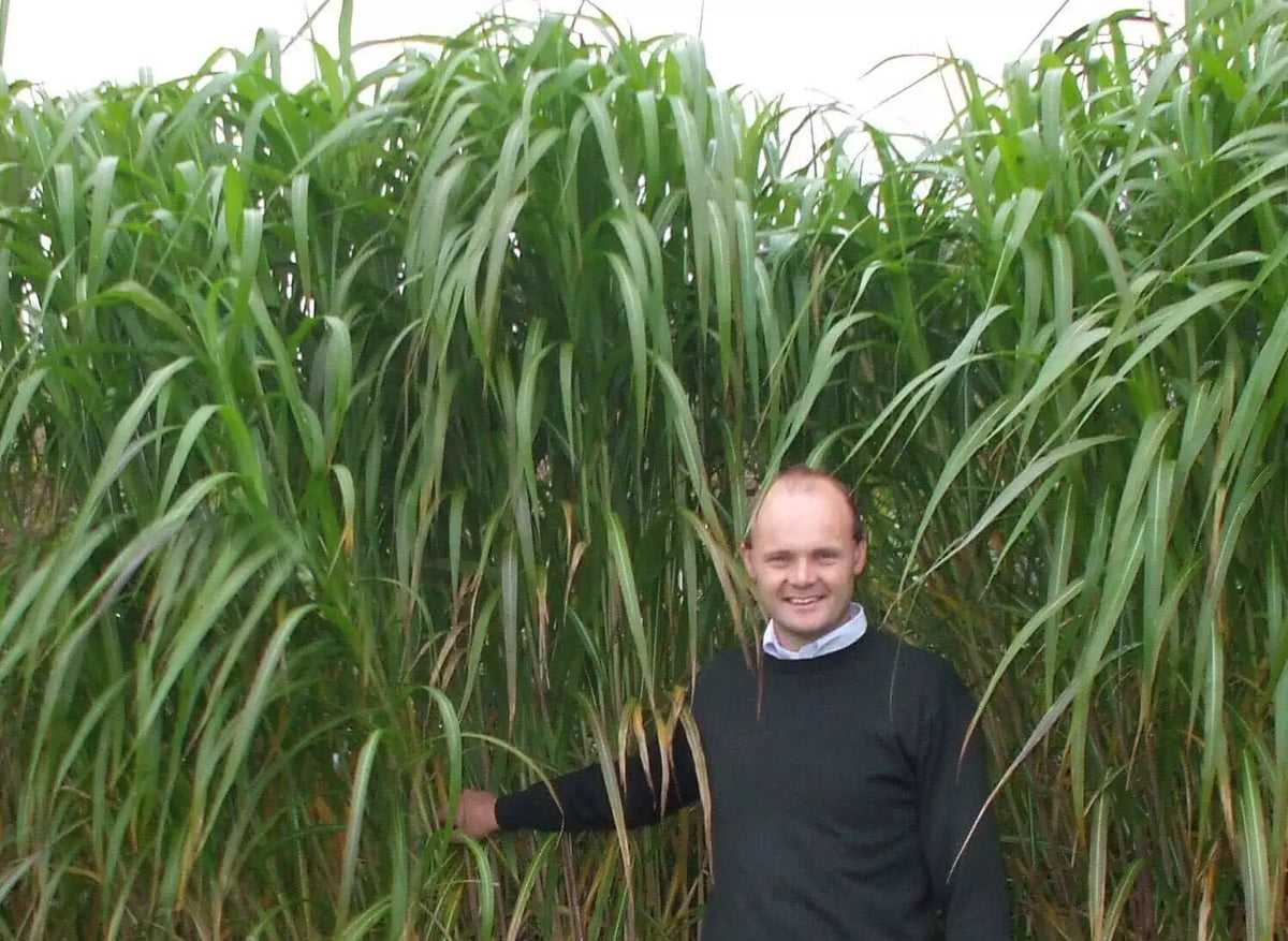 Giant Skyscraper Grass Seeds - 100 Seeds - Miscanthus giganteus - Fast Growing, Ornamental Tall Grass for Privacy Screens