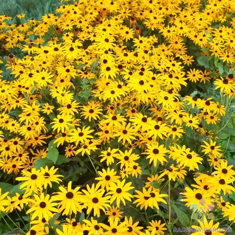Goldsturm Rudbeckia Seeds - 200+ Pack - Black-Eyed Susan - Rudbeckia hirta - USA Grown - Pollinator Friendly