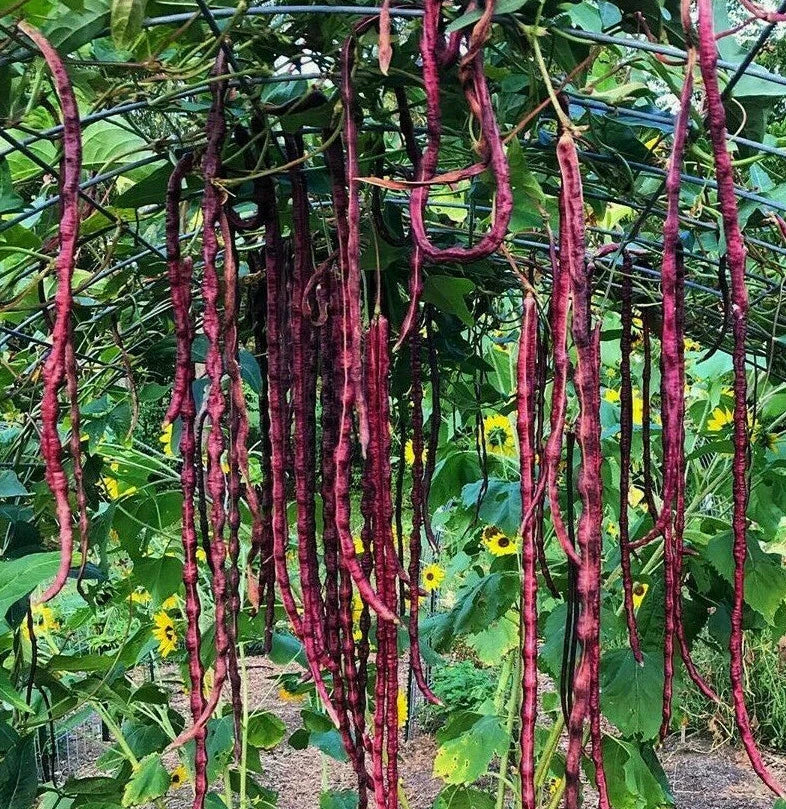 Red Noodle Yard Long Bean Seeds | 2025 Heirloom Chinese Purple Cowpea | Vigna unguiculata subsp. sesquipedalis | 50 Seeds