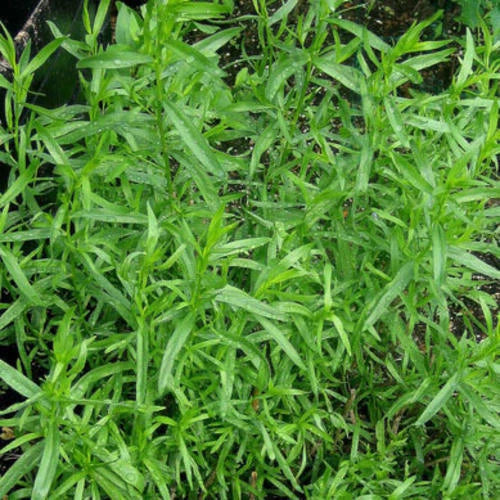 Russian Tarragon Seeds | 1,500 Heirloom Non-GMO Seeds | Artemisia dracunculus | Culinary Herb for Gardens and Containers