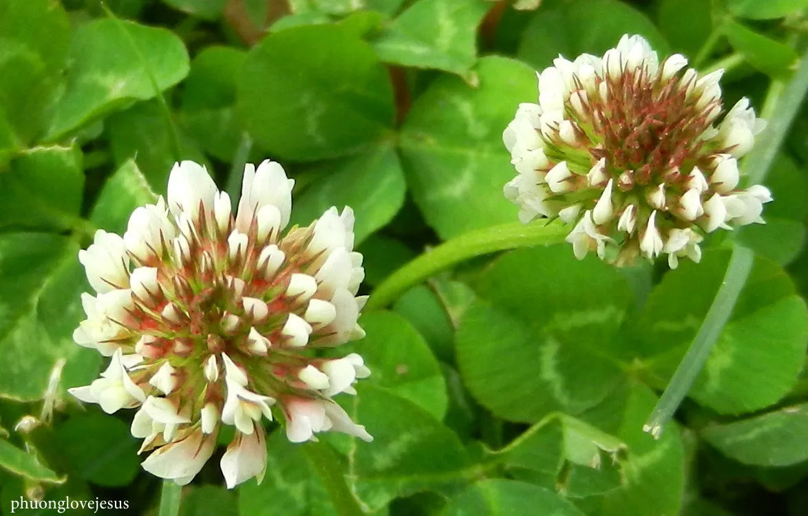 White Dutch Clover Seeds - 10,356 Count - Perennial Ground Cover - Trifolium repens - Attracts Pollinators - USA Shipping Available