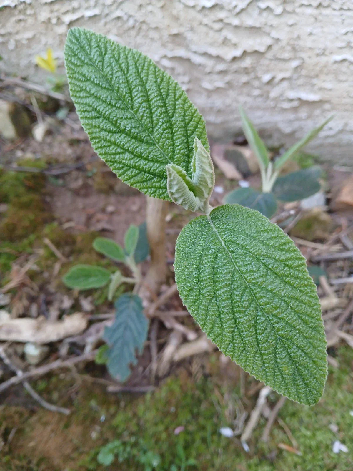 Live Rooted Leatherleaf Viburnum Plant, 4-Year-Old, Viburnum rhytidophyllum for Bonsai Gardening, 6-Inch Pot