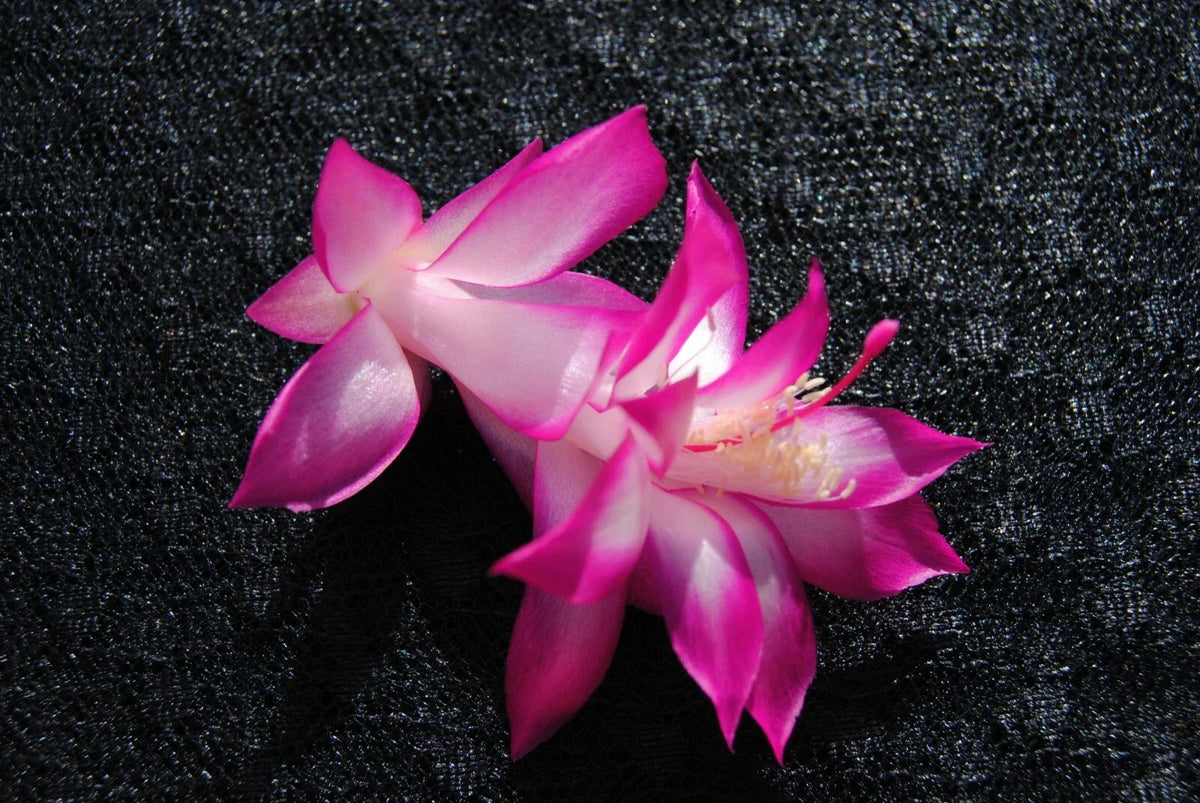 Christmas Cactus Starter Plant - East India Silk - Schlumbergera Truncata - Well Rooted Houseplant for Home Decor or Gifting