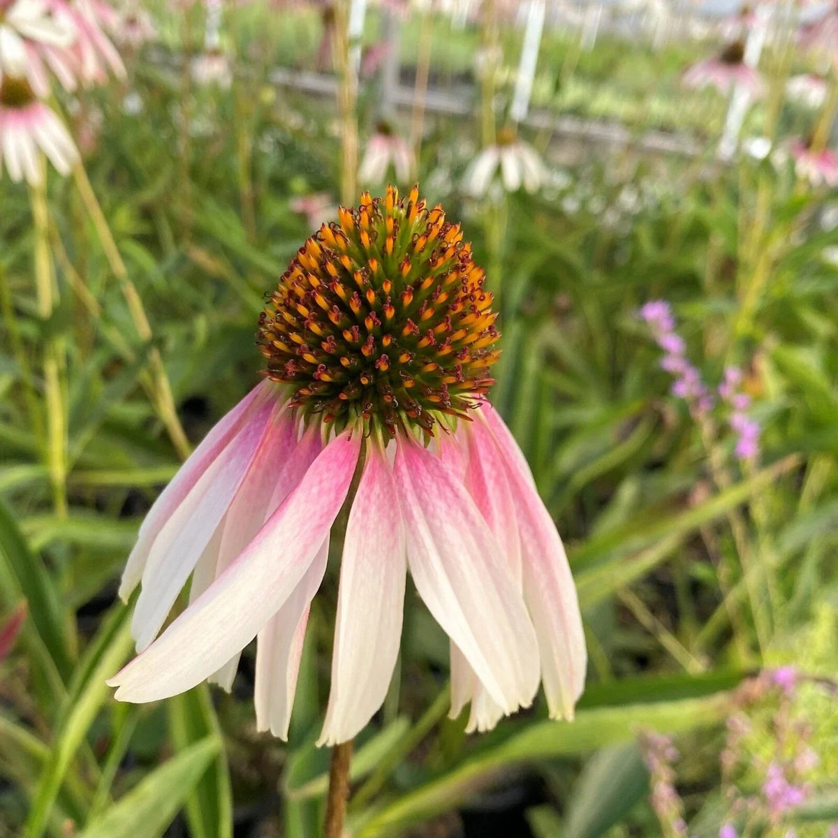 Live Echinacea Starter Plant | Pretty Parasols Bi-Color Coneflower | Hardy Perennial | Pollinator Magnet | Echinacea purpurea